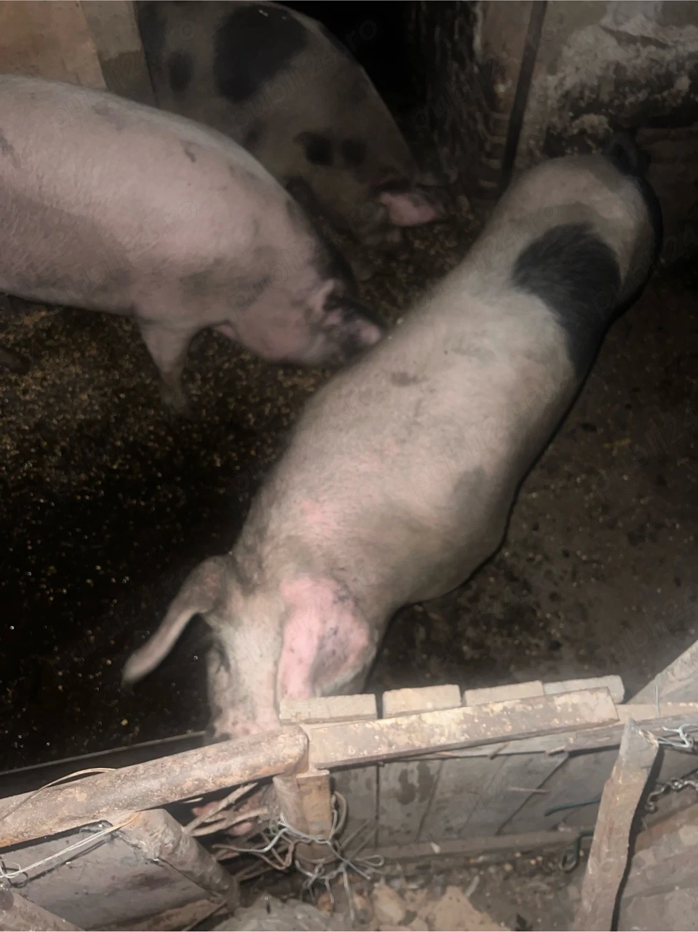 Vand porci de carne 