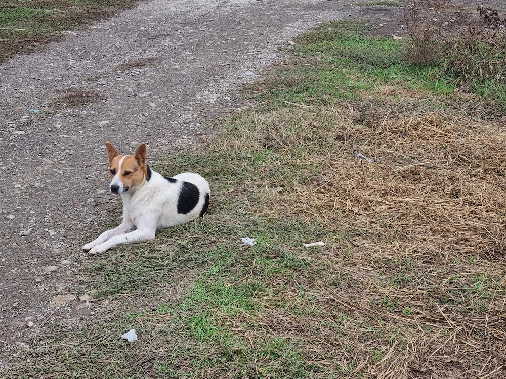 4 catelusi metis Fox Terrier pentru adoptie