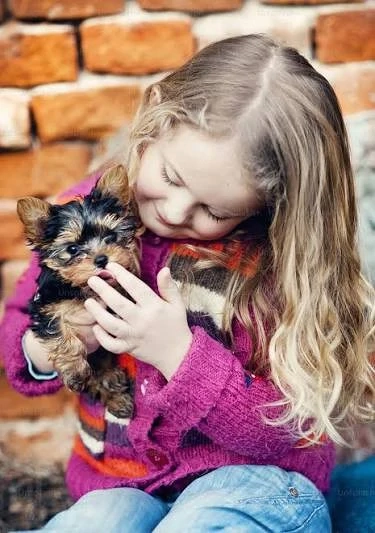 Asigur transport !!! Vand pui Yorkshire Terrier mascul si femela !!!
