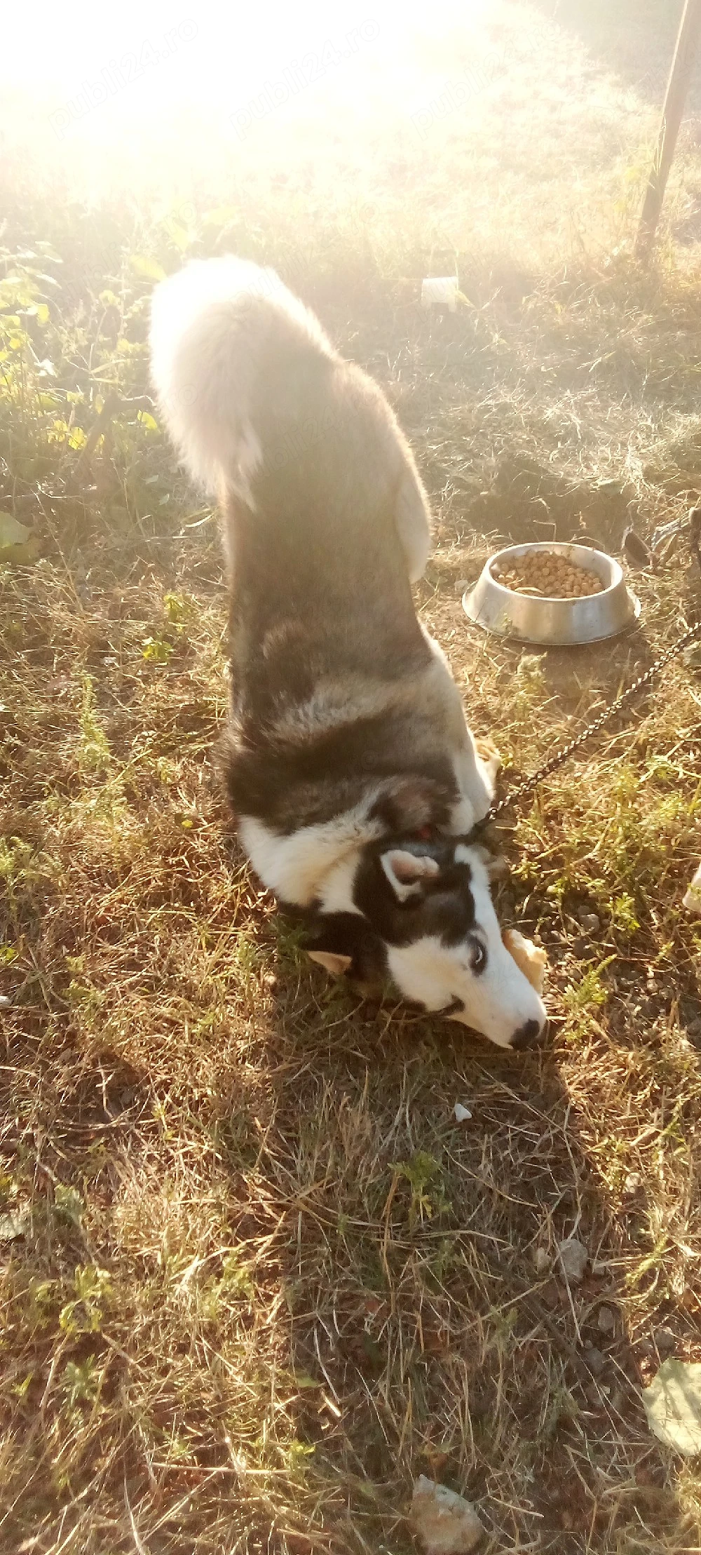 Vând husky siberian, rasă pură 