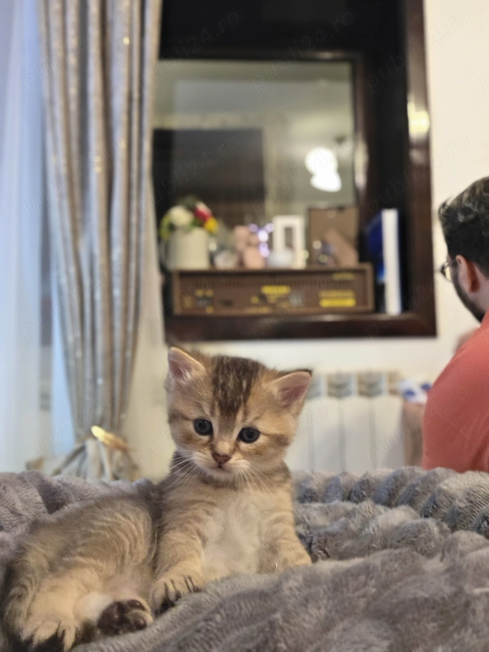 Baietel british shorthair