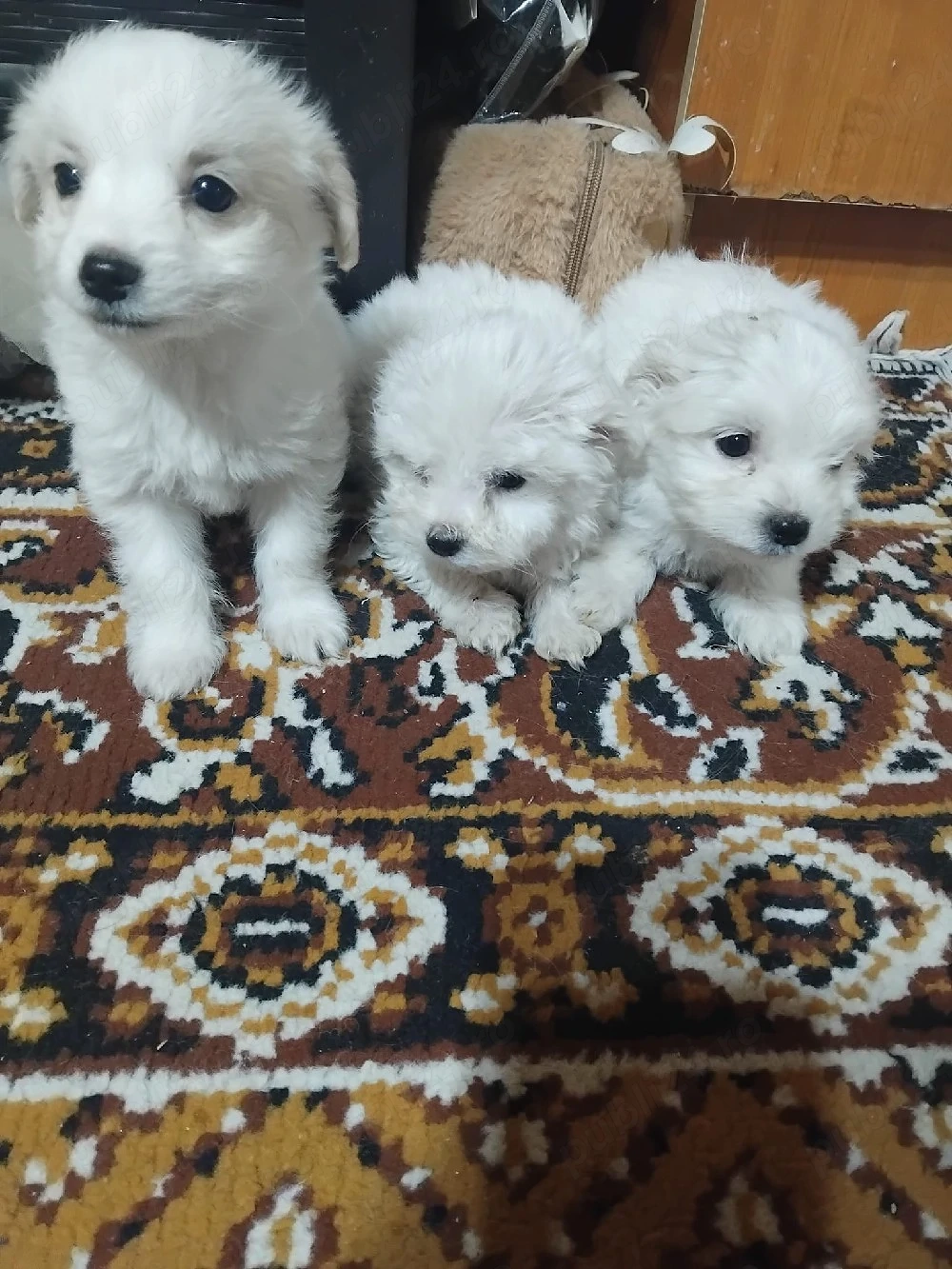 căței bichon maltez