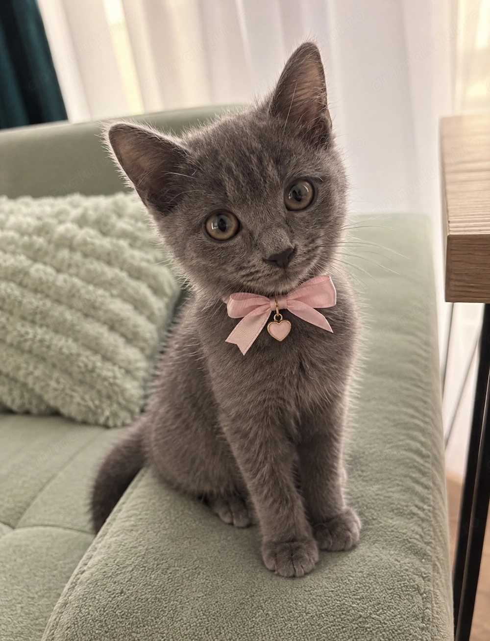 Vând pisicuță Russian Blue
