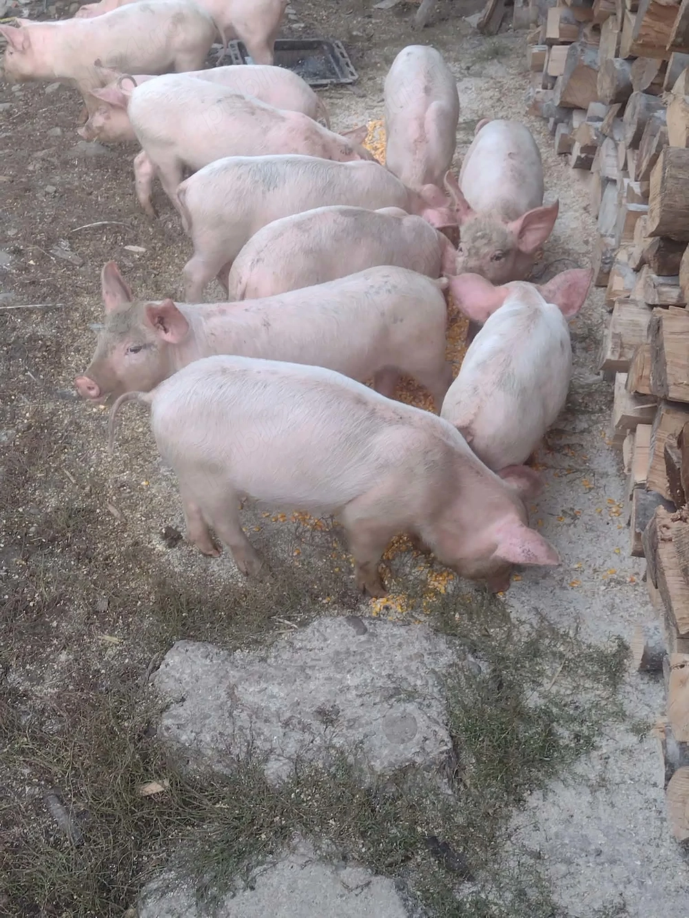 Vând purcei de 8 saptamani