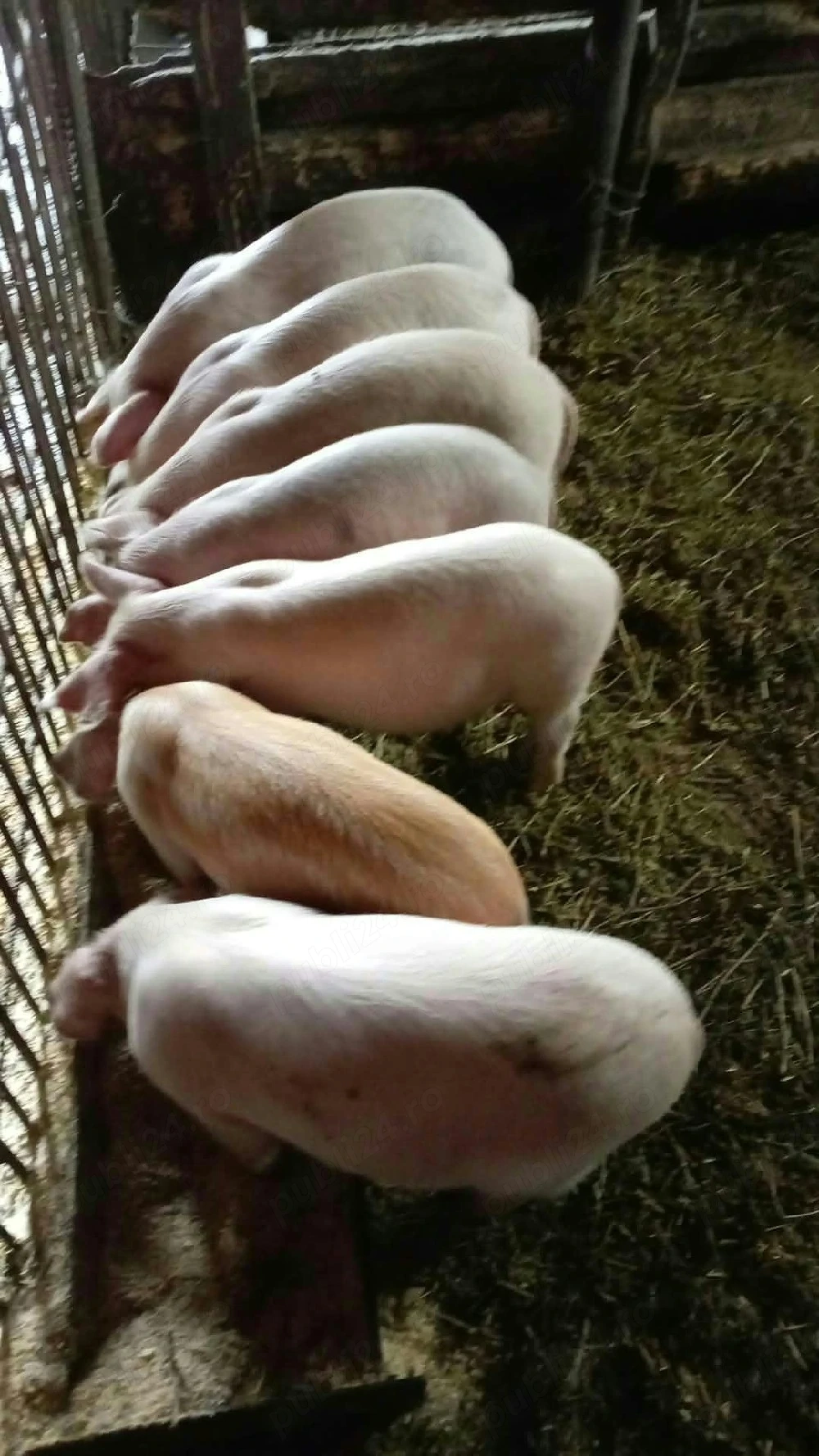 De vanzare purcei 