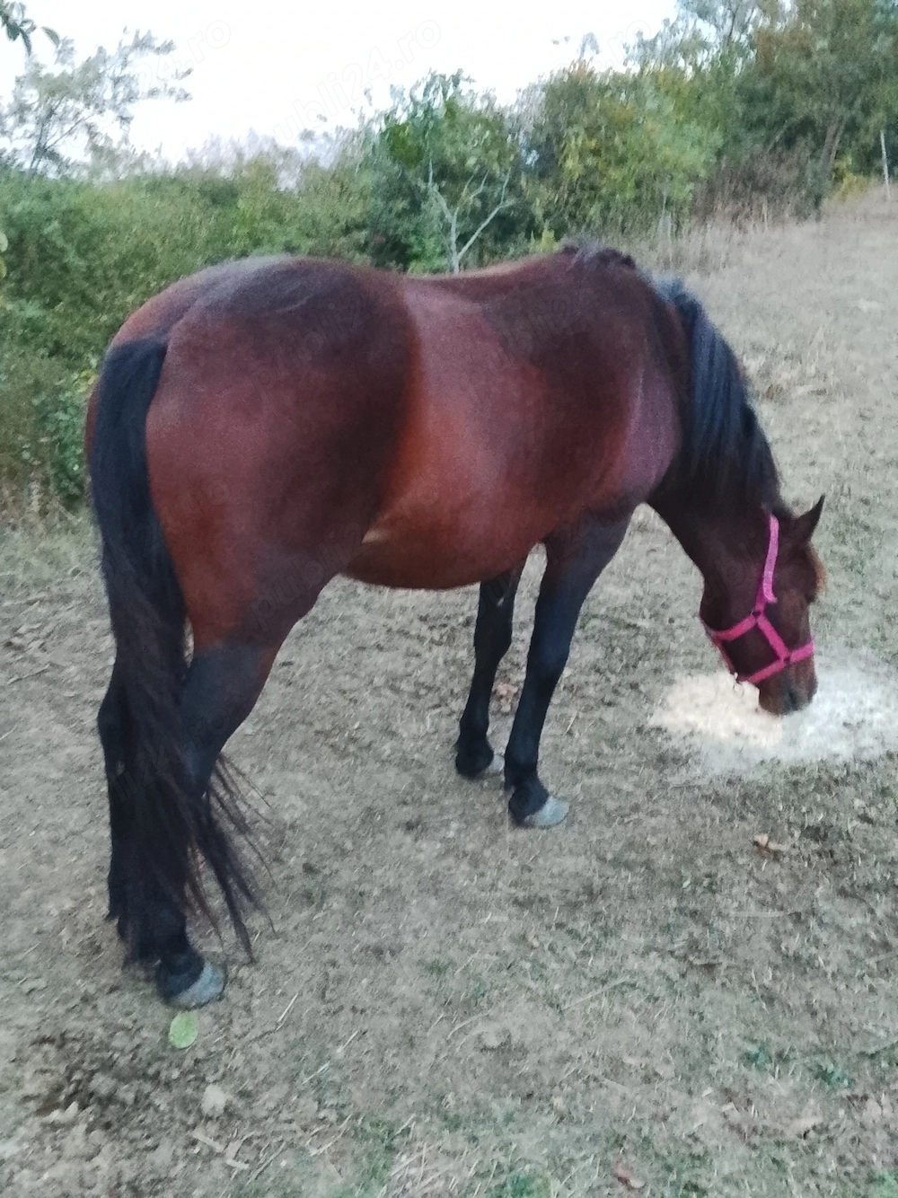 Mânză de 2ani de vânzare, mânză foarte blândă 