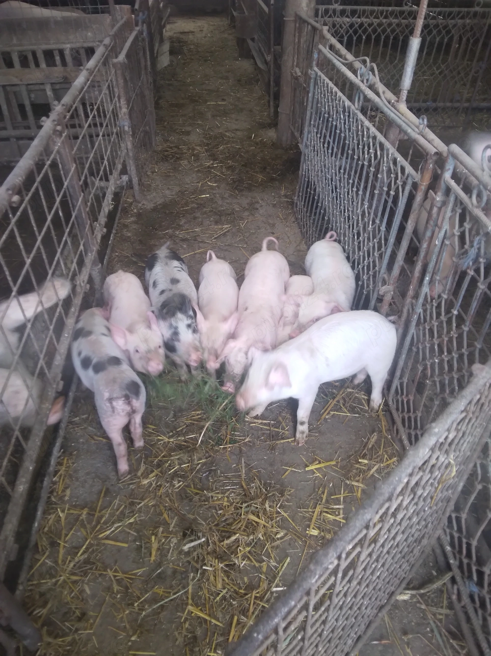 Vand purcei de 6 săptămâni  mănâncă  uscat