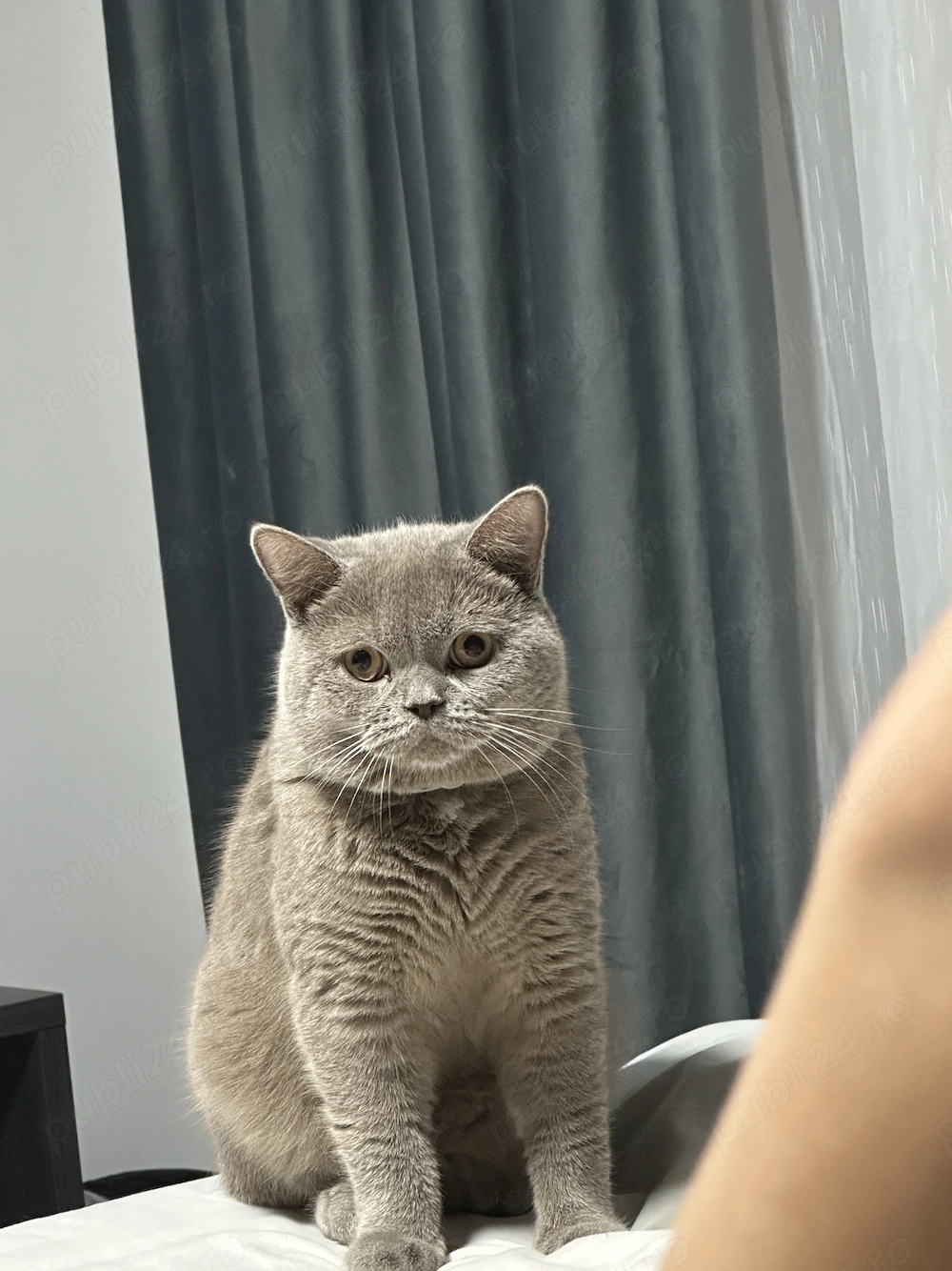 Pisic British shorthair 
