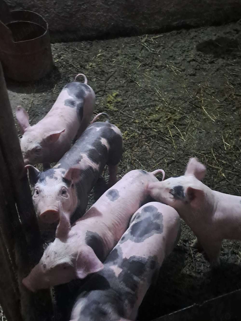 Purcei 8 săptămâni 