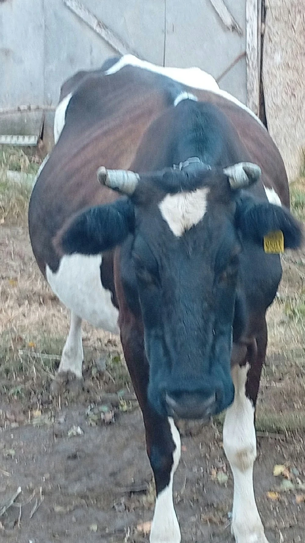 Vând vacă gestantă