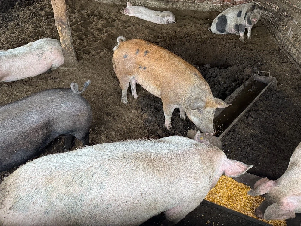 Vand porci