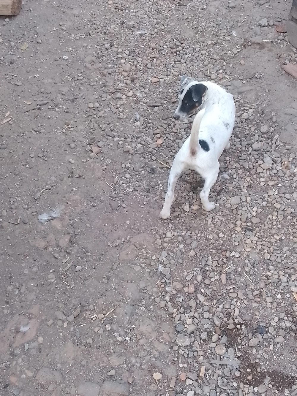 Mascul Jack Russel terier 