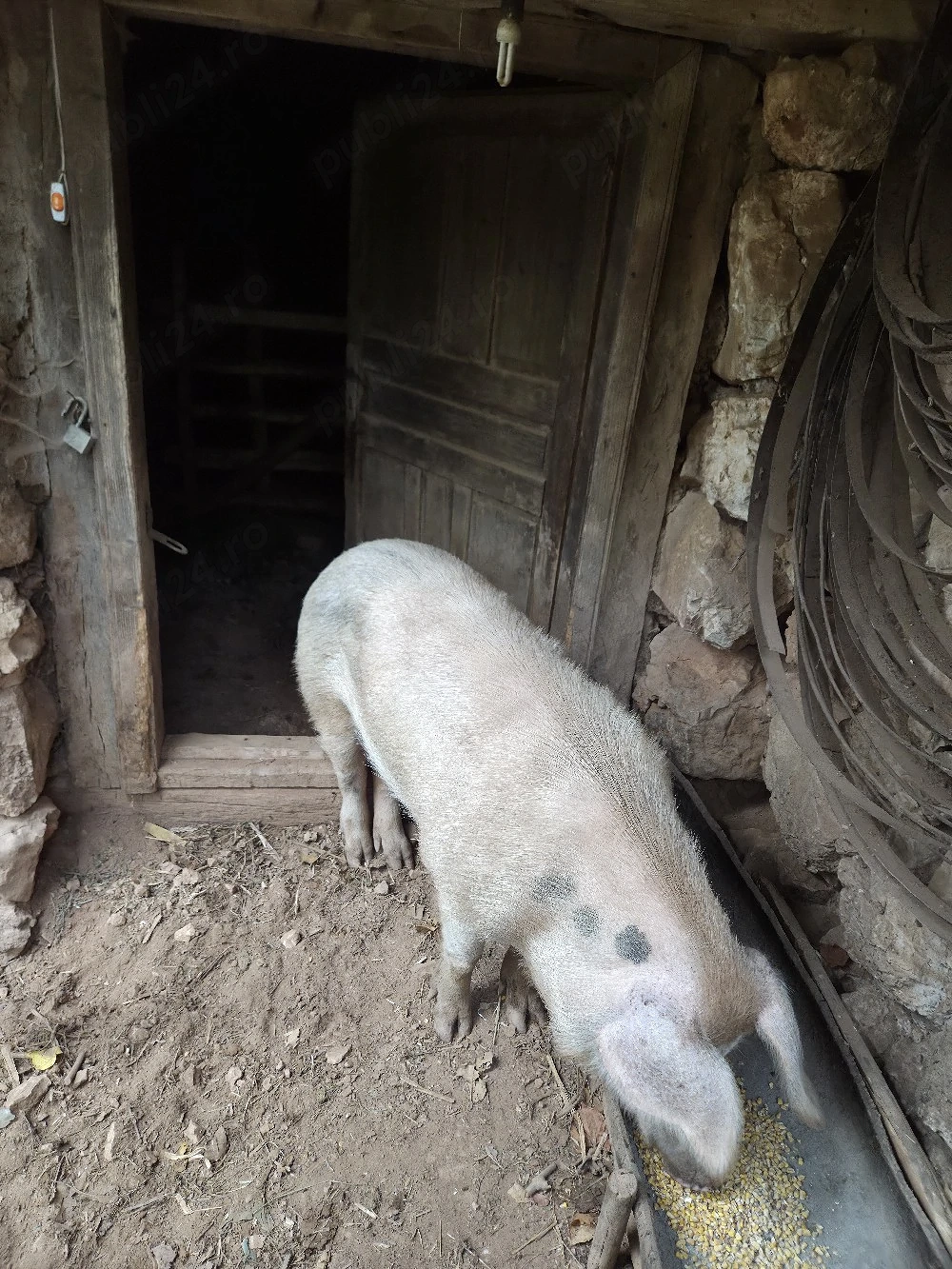 vier de vanzare