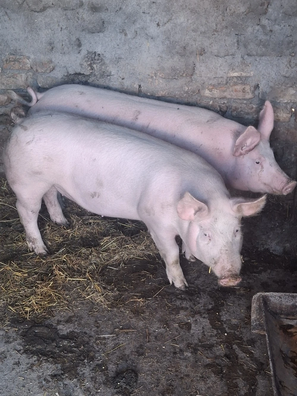 pork.        