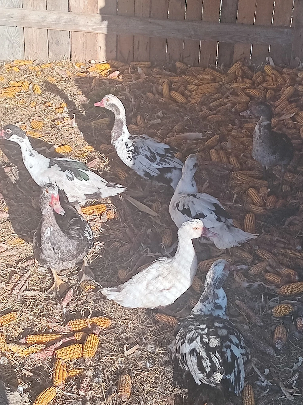 Păsări de curte gâscani și ratoi de vânzare!!