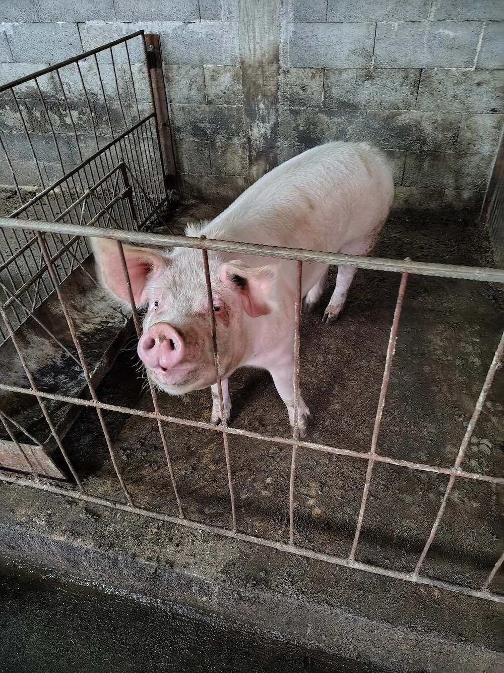 Vând porci de carne 