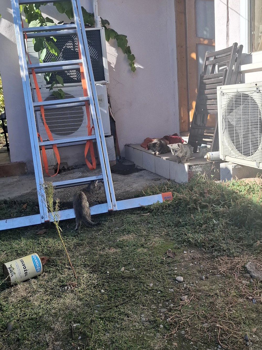 DONAM 3 puiuti superbi