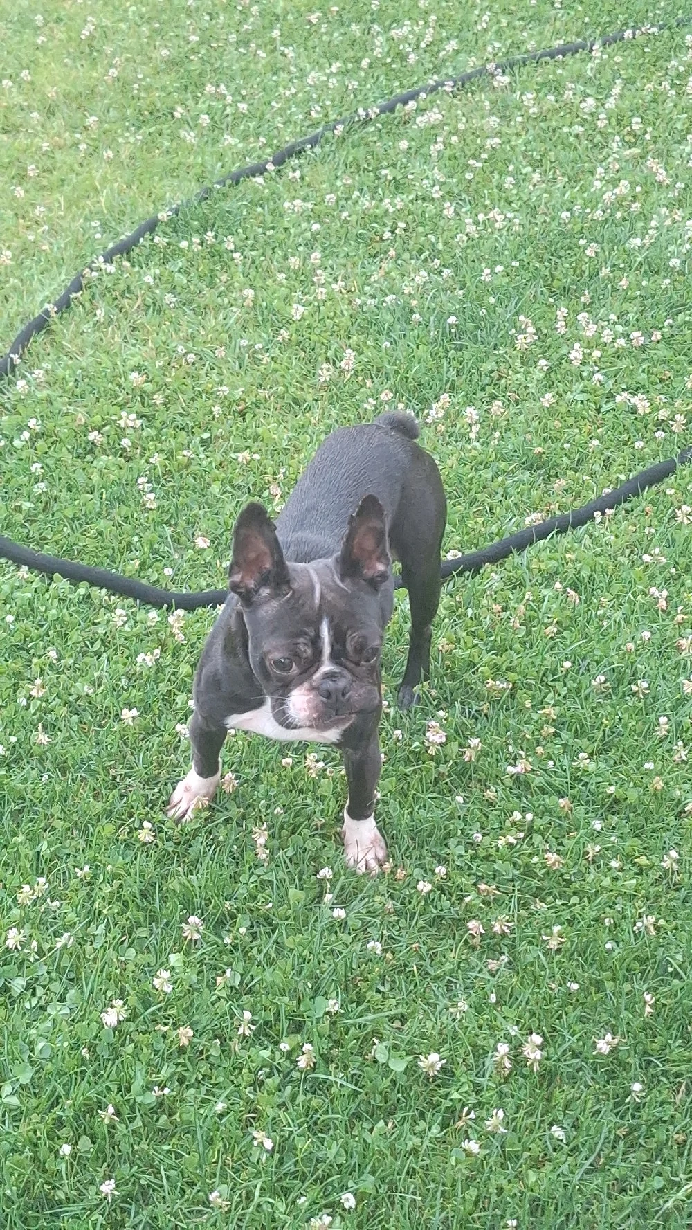 Boston. terrier