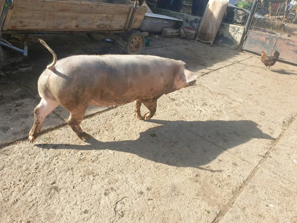 Porc de vanzare 