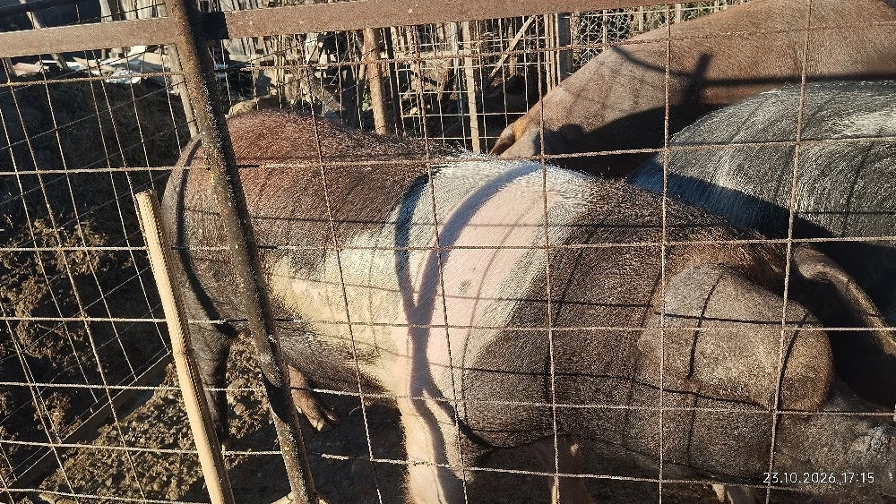 Vând porci 