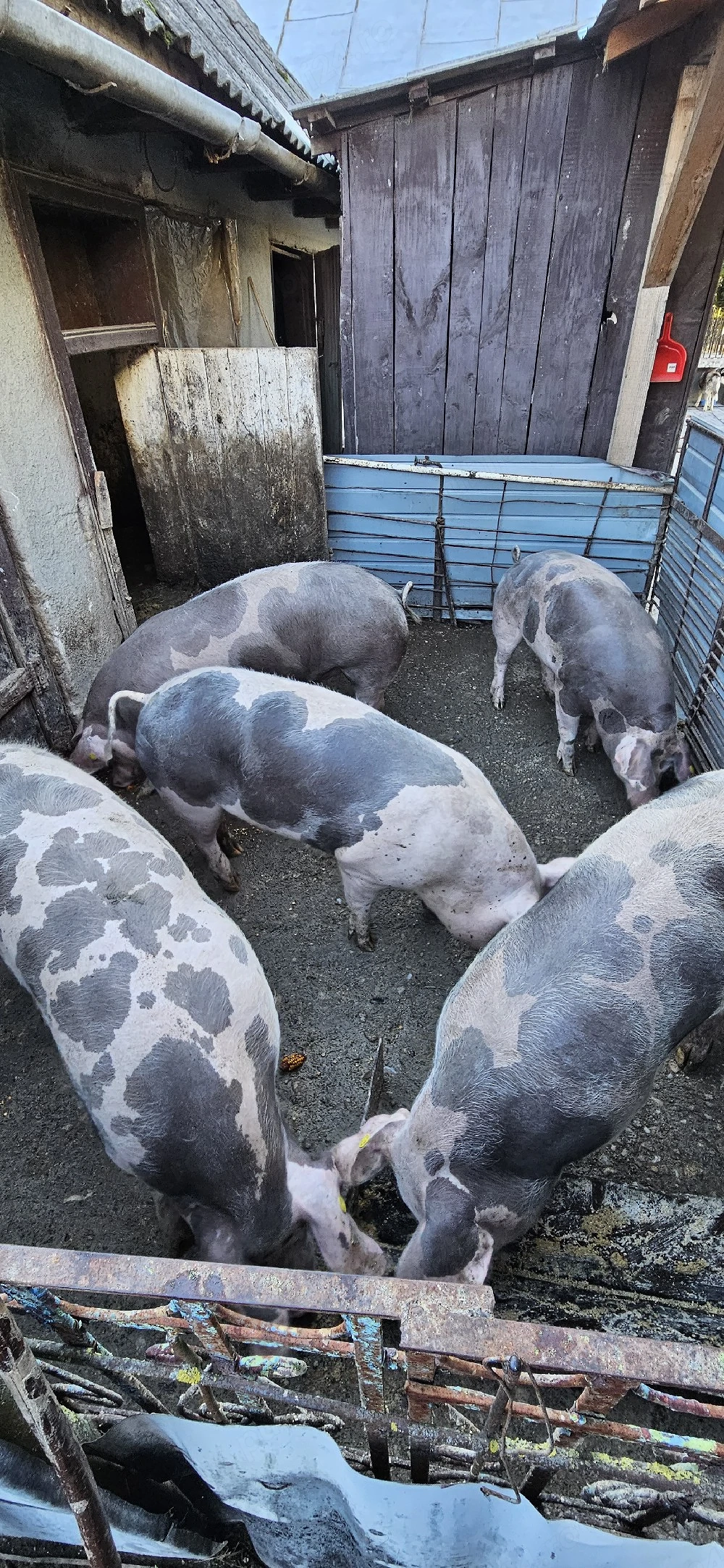 Porci de carne , calitate superioară 150-200 kg