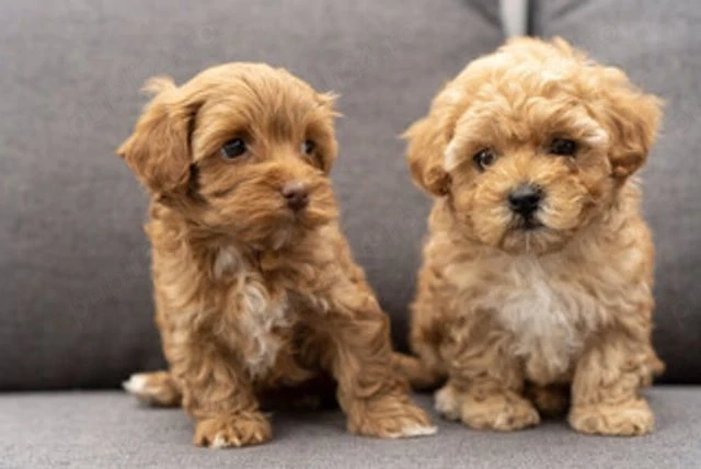 Maltipoo toy