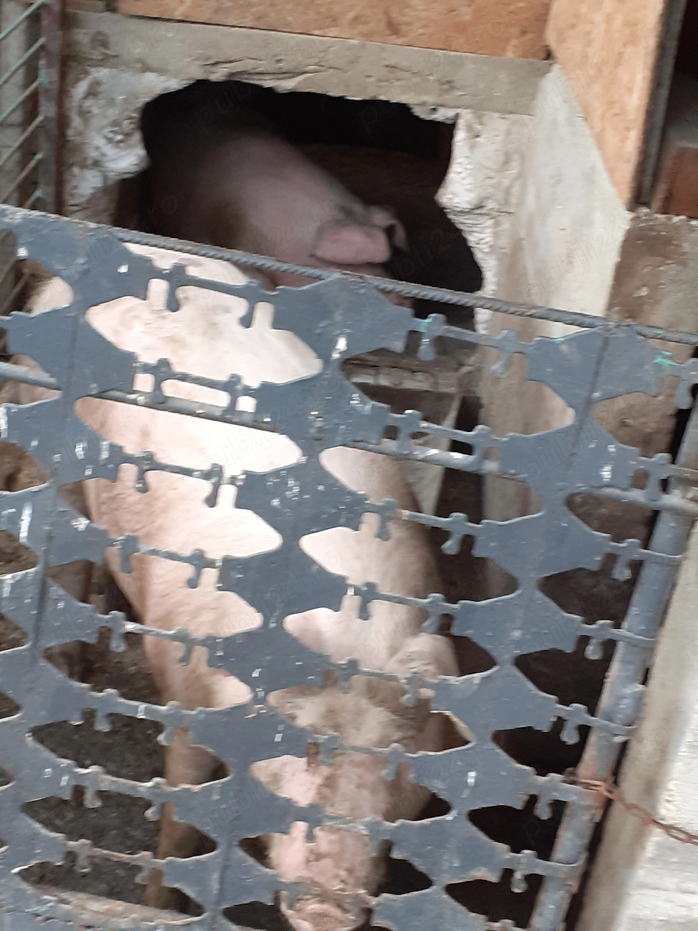Vand porci si curti