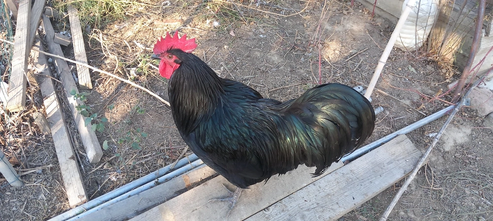 Schimb cocosi australorp