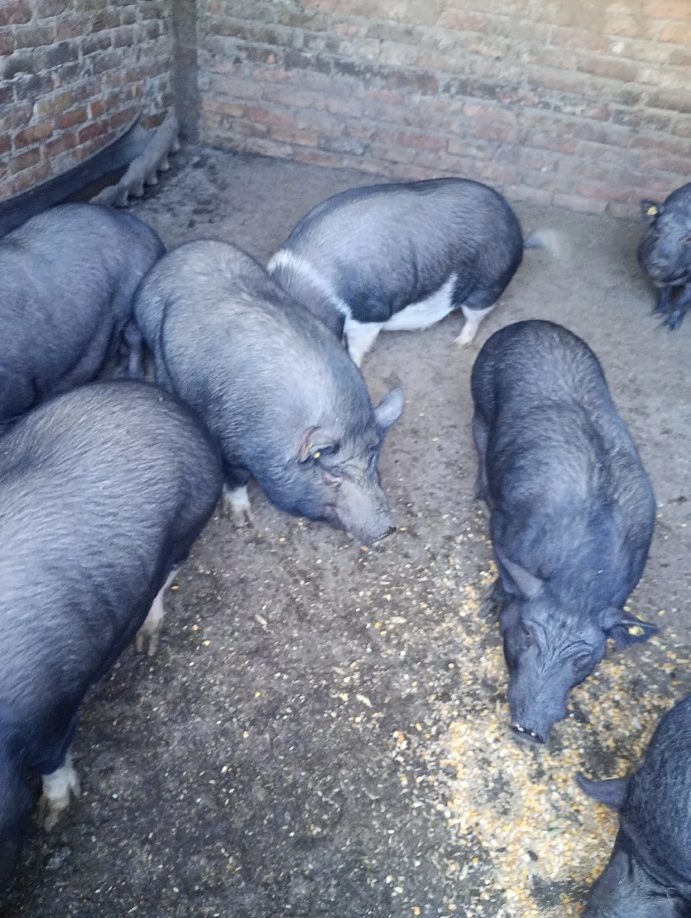 vand porci vietnamezi 