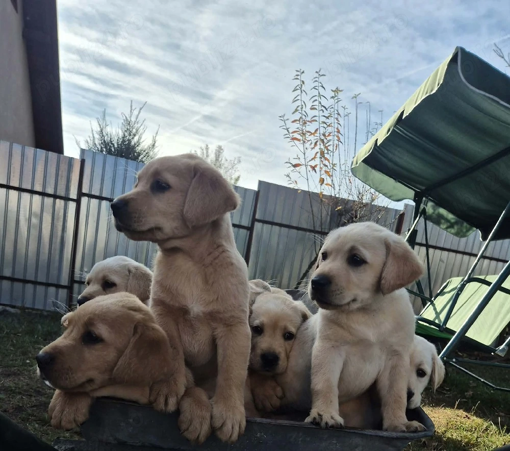  Pui de Labrador disponibili pentru vânzare!  