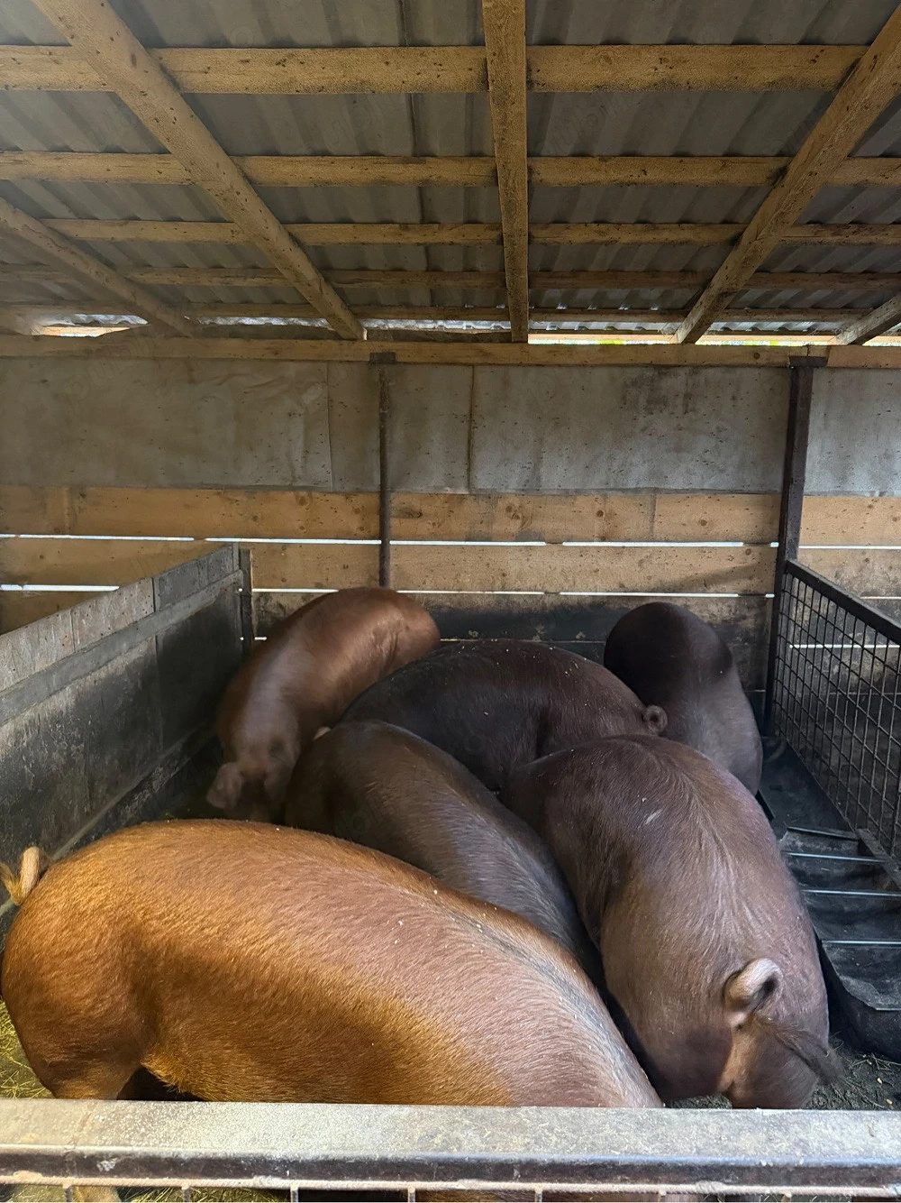Porci de vanzare!!