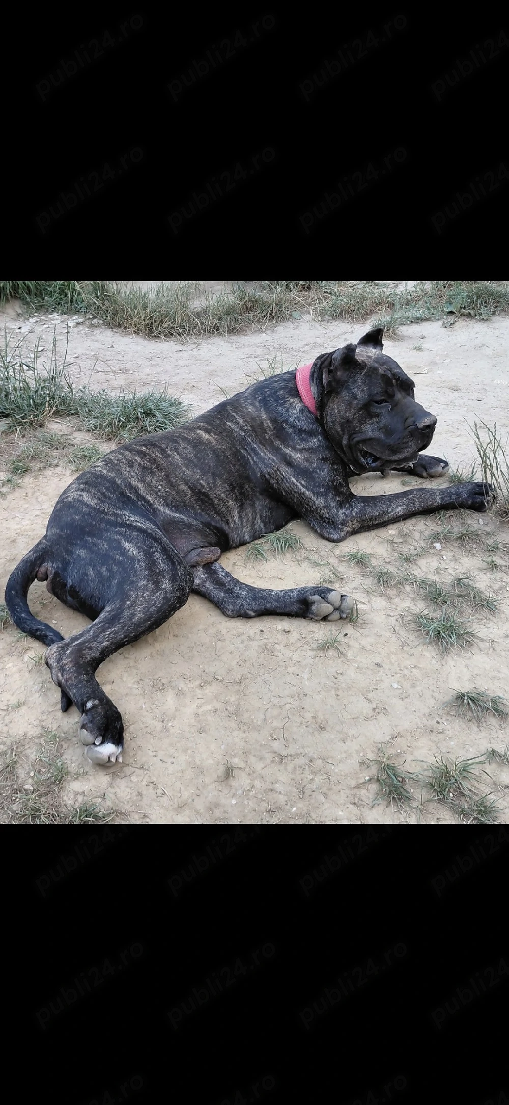 DONEZ mascul Presa Canario !