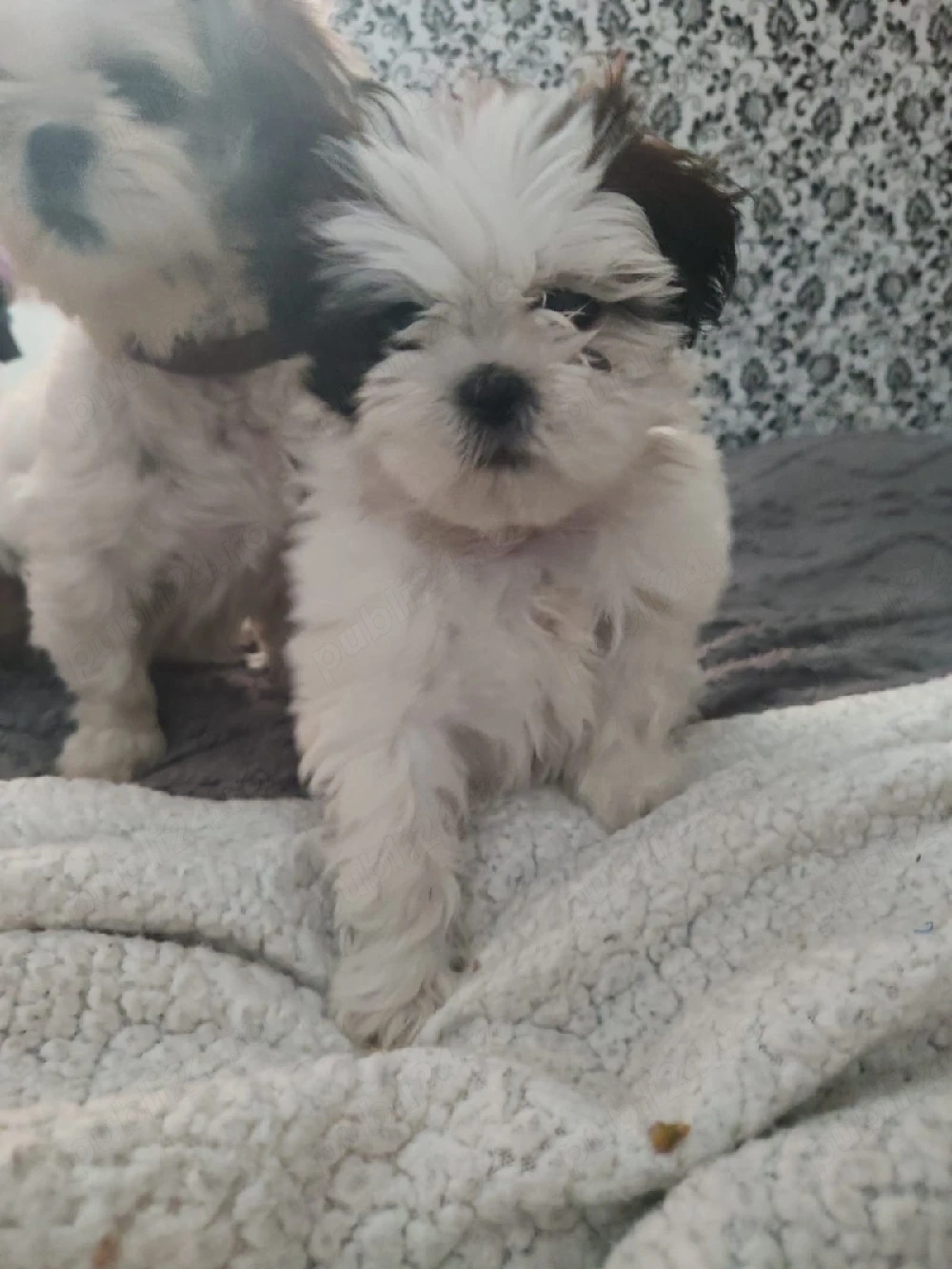 Shihtu 2 luni