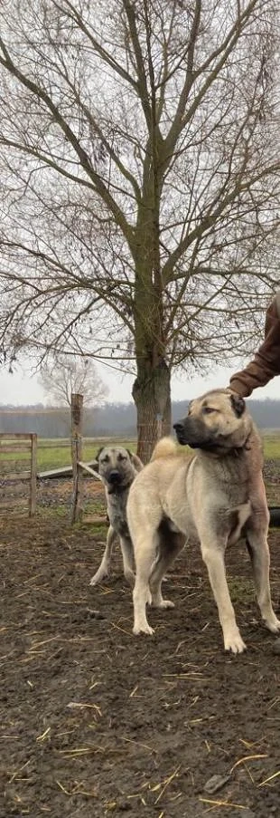 Vând Mascul Kangal 4 ani 
