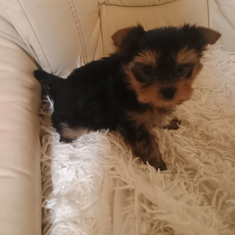 Yorkshire Tertier Mini Toy