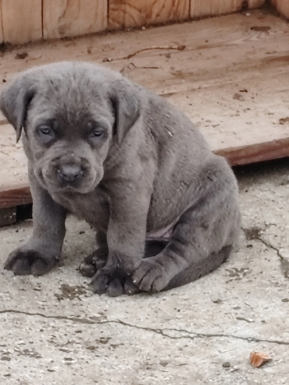 Cane corso disponibile 