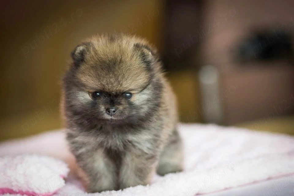 pomeranian miniatura