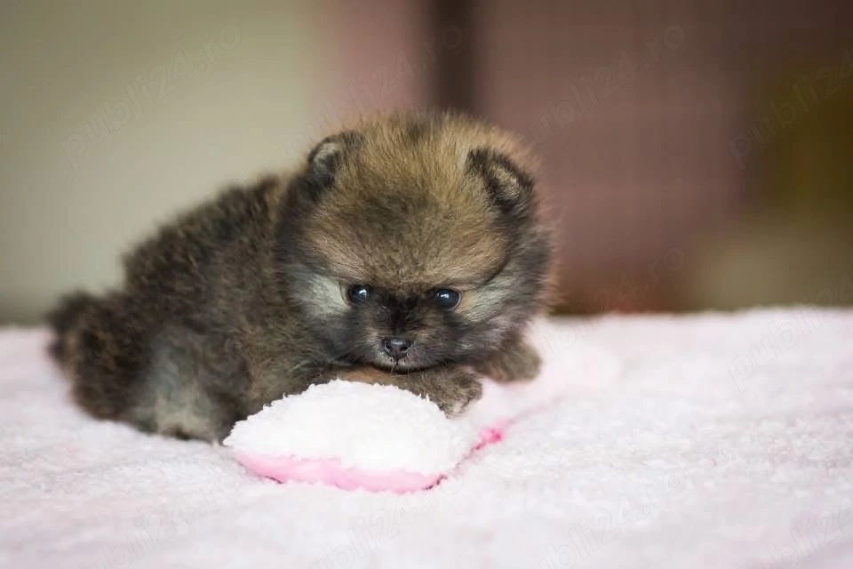 Pui pomeranian super mini