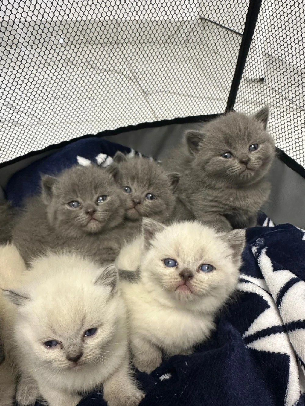 pui British Shorthair 100%