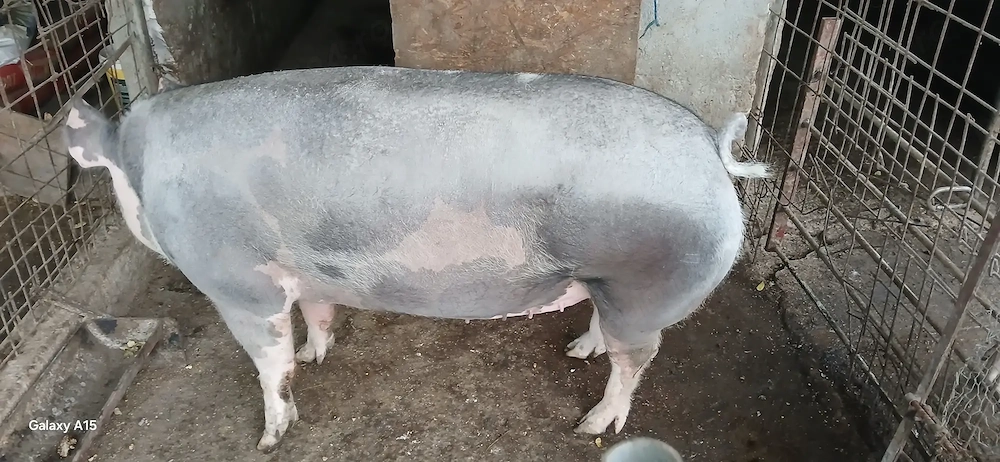Vand purcea landras cu pietran  350 kg +