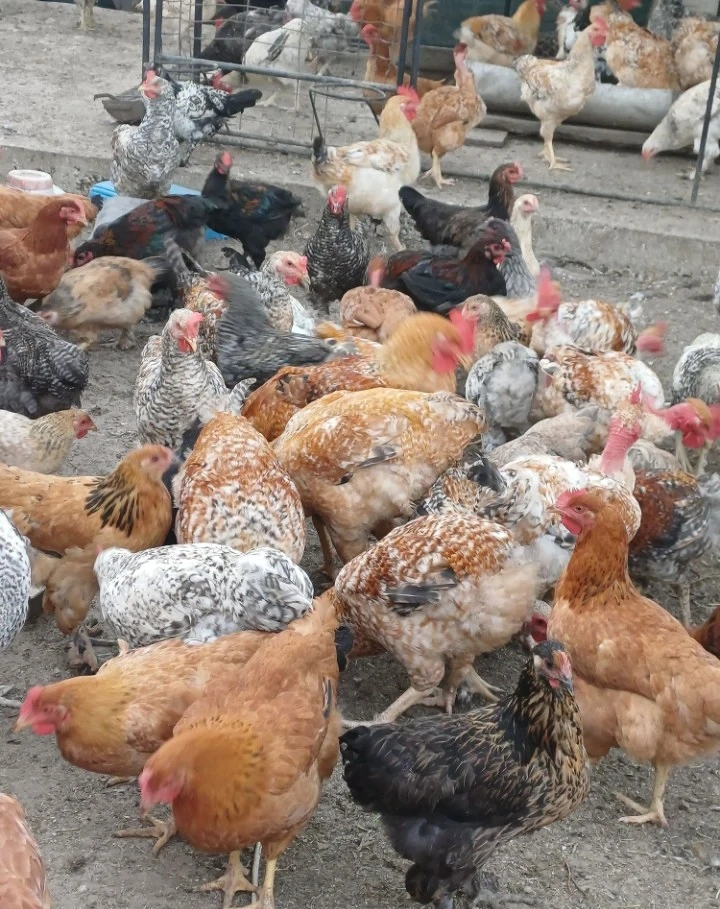 Cocoși de tăiat crescuți bio 