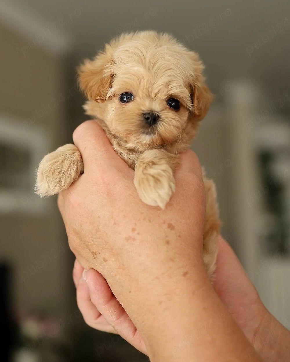 Maltipoo mini toy pudel 