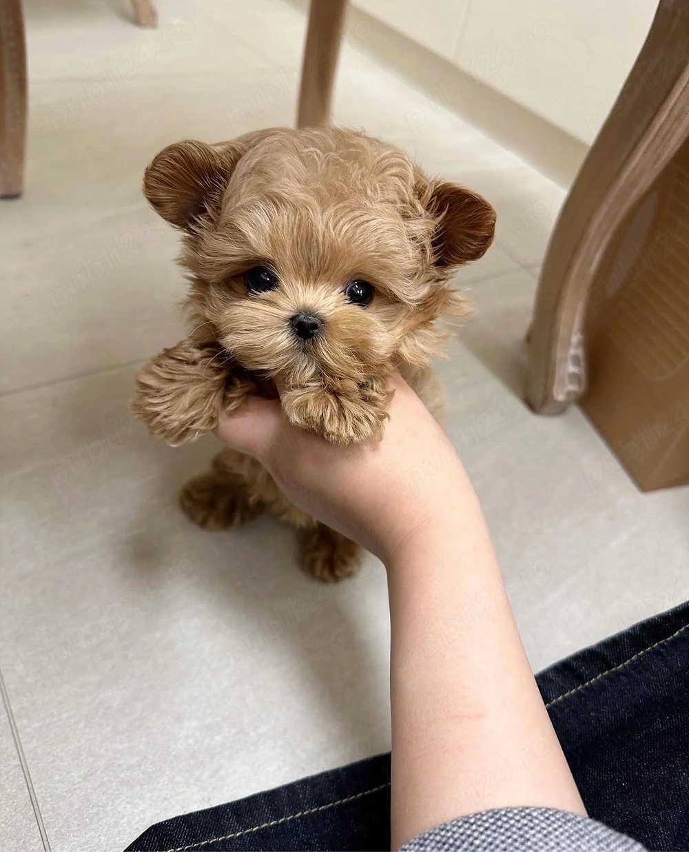 Caniche Pudel mini toy 