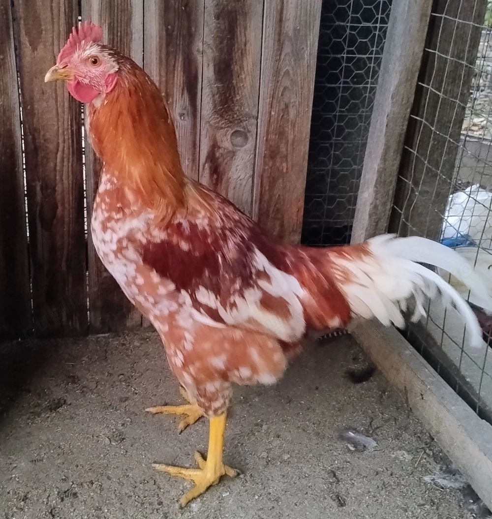 cocosi Pita Pinta Roxa