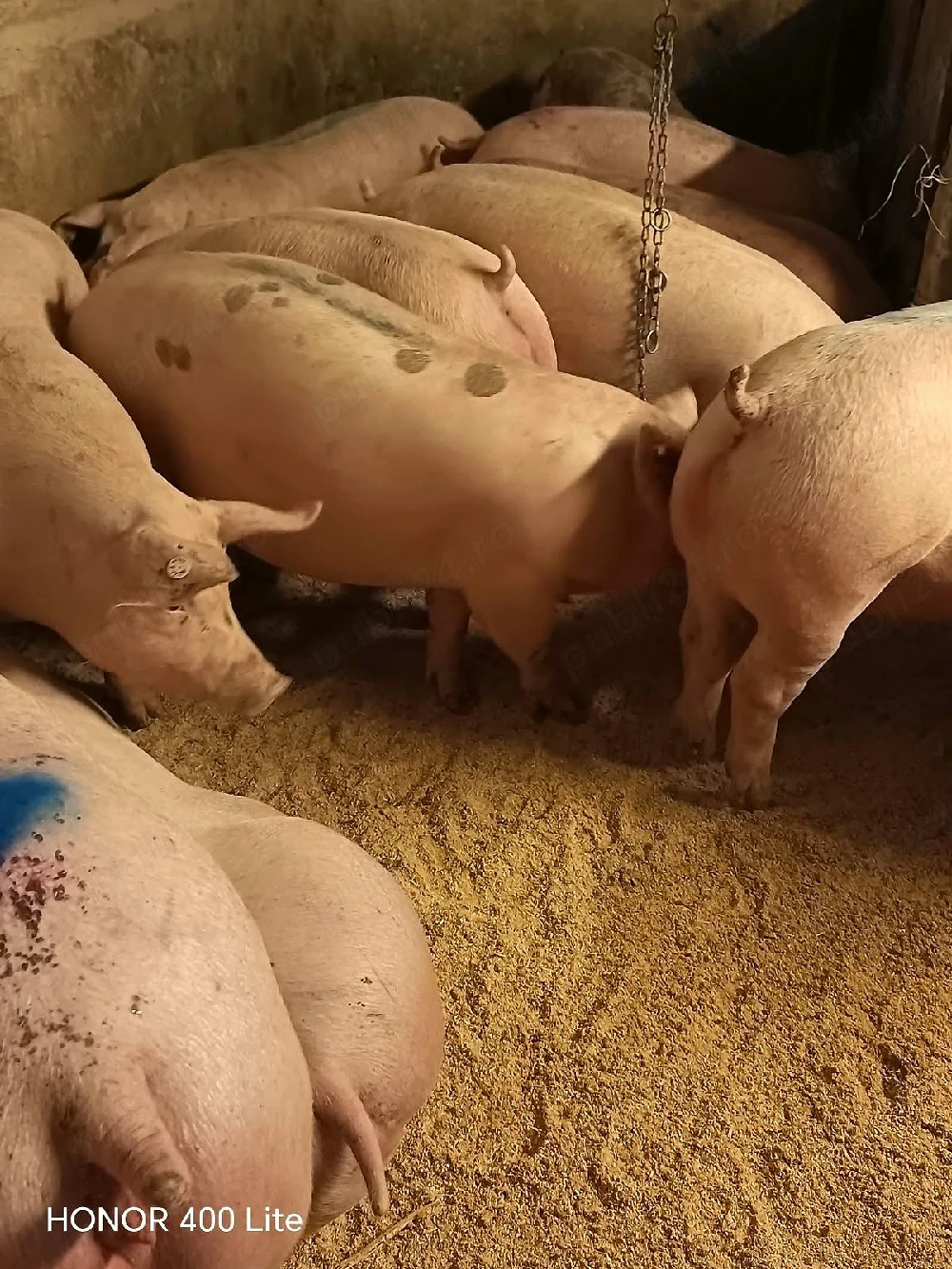 vând porci de carne diferite mărimi 
