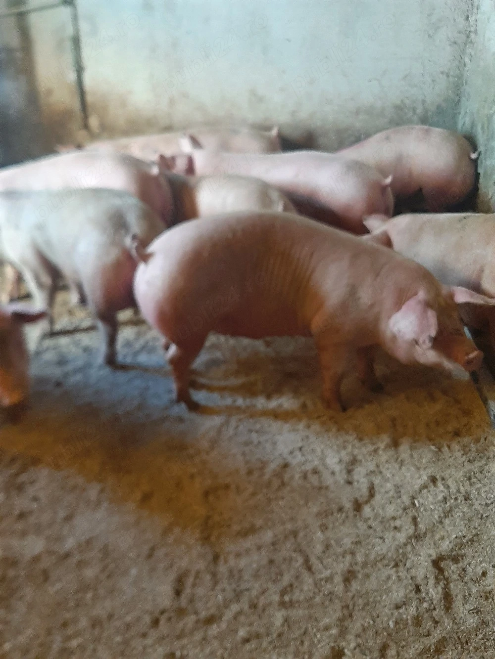vând porci de carne.pe cantar 