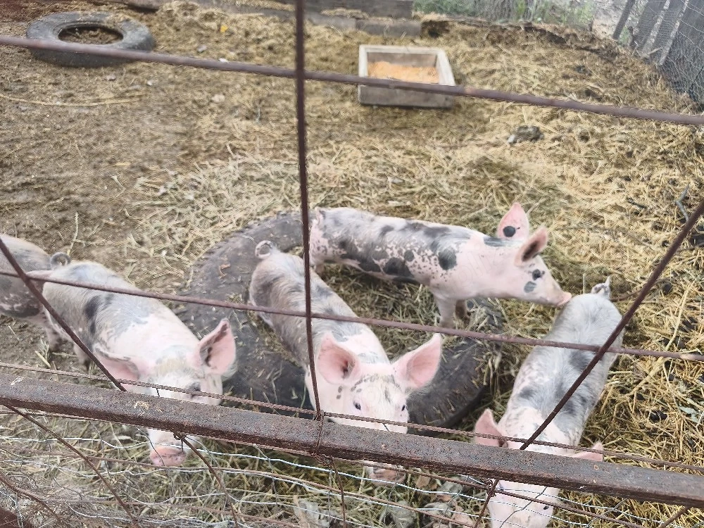 porci de vanzare
