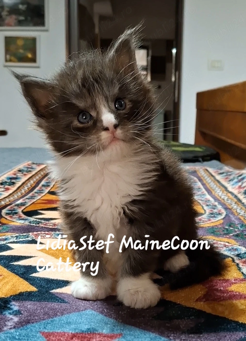 Maine Coon pisicuti cu Pedigree WCF-Magnificats-Felisa Timisoara
