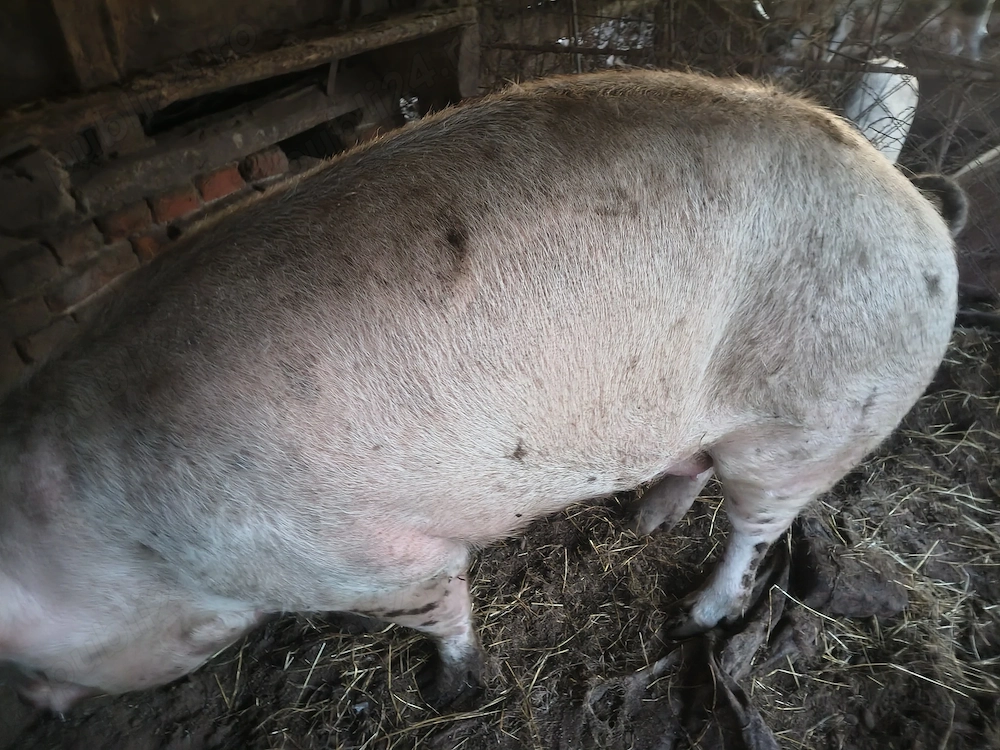 Porci mari 400kg -250 kg. De țară, nu de fermă ! 