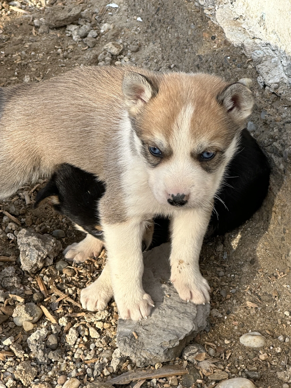 Vând husky  . Mai multe detalii la telefon 